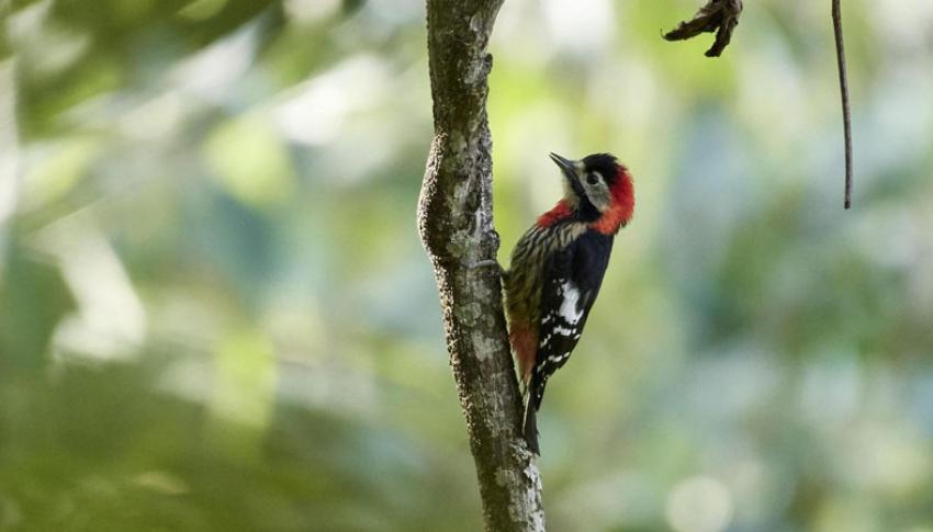 Crimson Breasted Woodpeckers