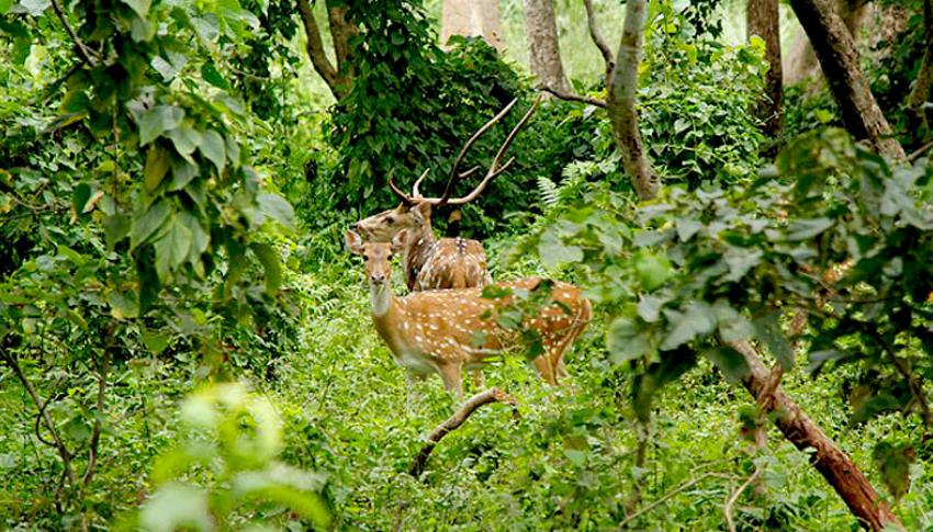 Spotted Dear at Chitwan